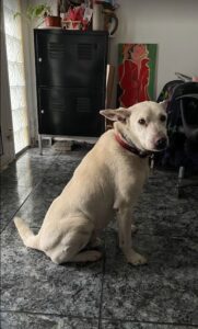 lutxana art estudio barcelona tienda online artesania ilustraciones pintura talleres creativos eventos culturales artesana