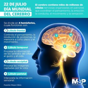 cerebro humano partes y funciones