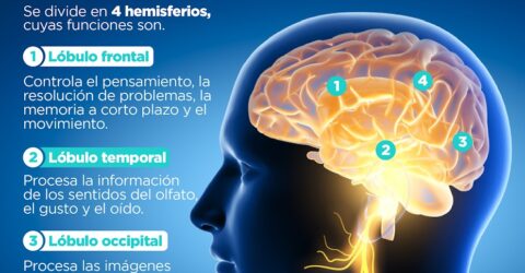 cerebro humano partes y funciones