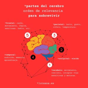autoconceto como trabajar y optimizar construcción identitaria valores soft skills tipos de amor y apego cerebro humano zoanas